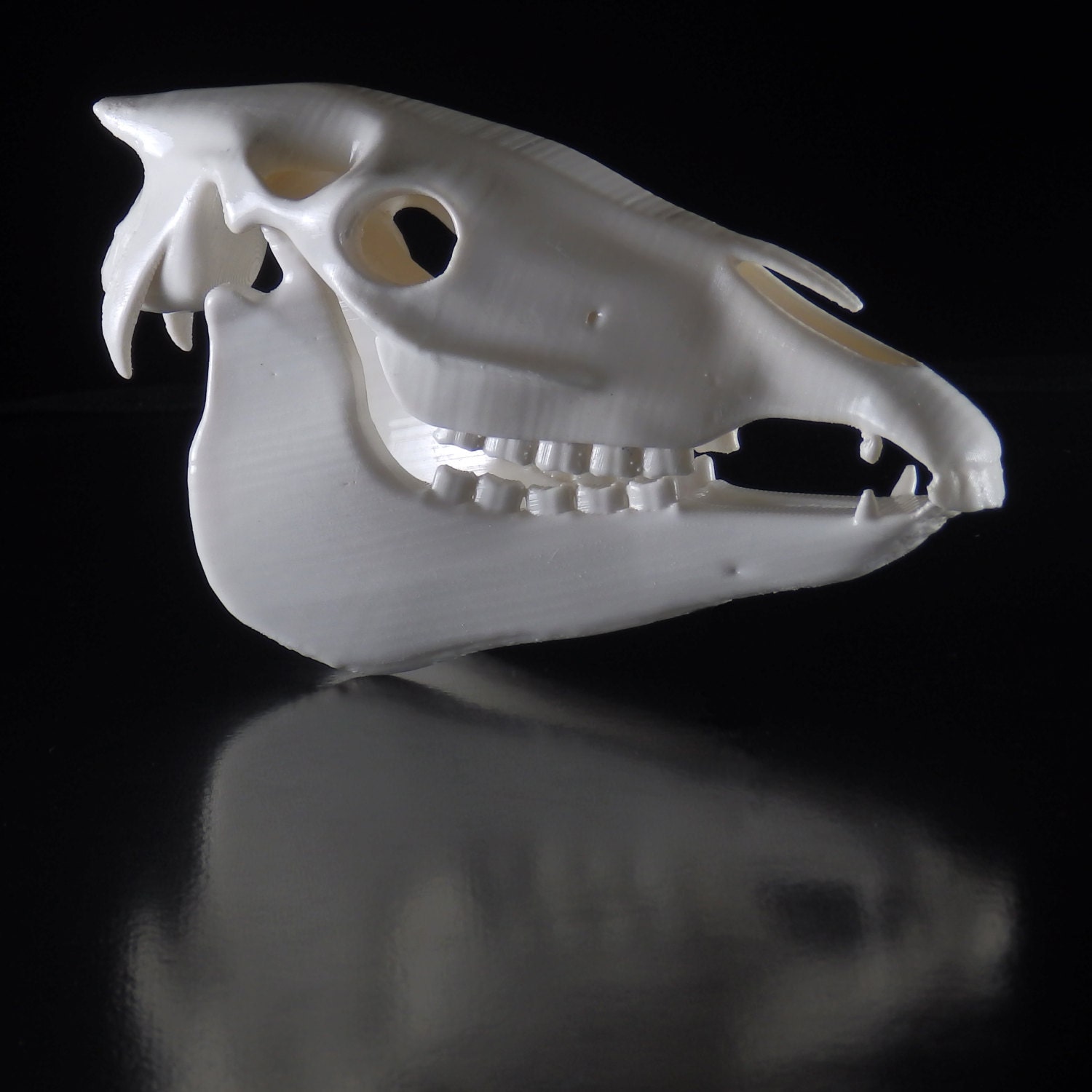 Horse Skull 3D Print by Printing3D on Etsy