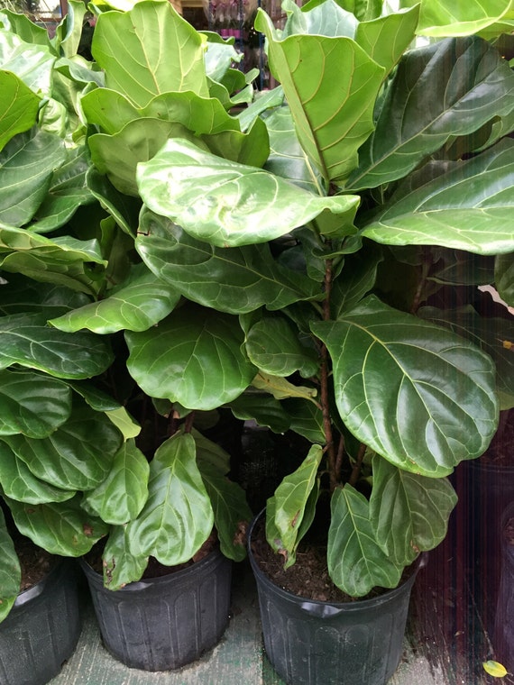 Live Huge Multi Stem Ficus Lyrata Ornamental by PlantsandGifts