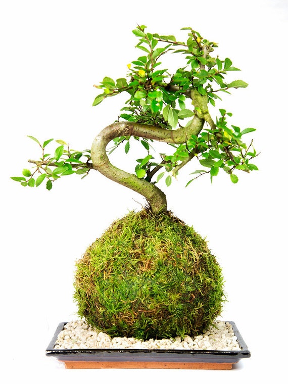 Kokedama Chinese Elm Bonsai in a live moss ball and with dish and