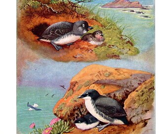 Bird Print - Xantus's Murrelet, Cassin's Auklet - 1932 Book Page from Vintage Bird Book -10 x 7