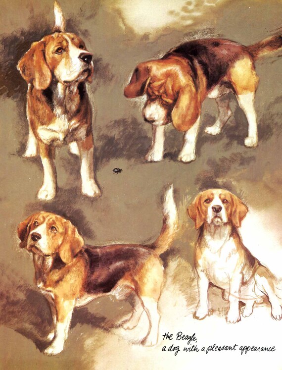 Beagle and Dutch Smousdog Dog Prints, Rien Poortvliet, Vintage Dog Illustration, Hollandse Smoushond, Wall Decor