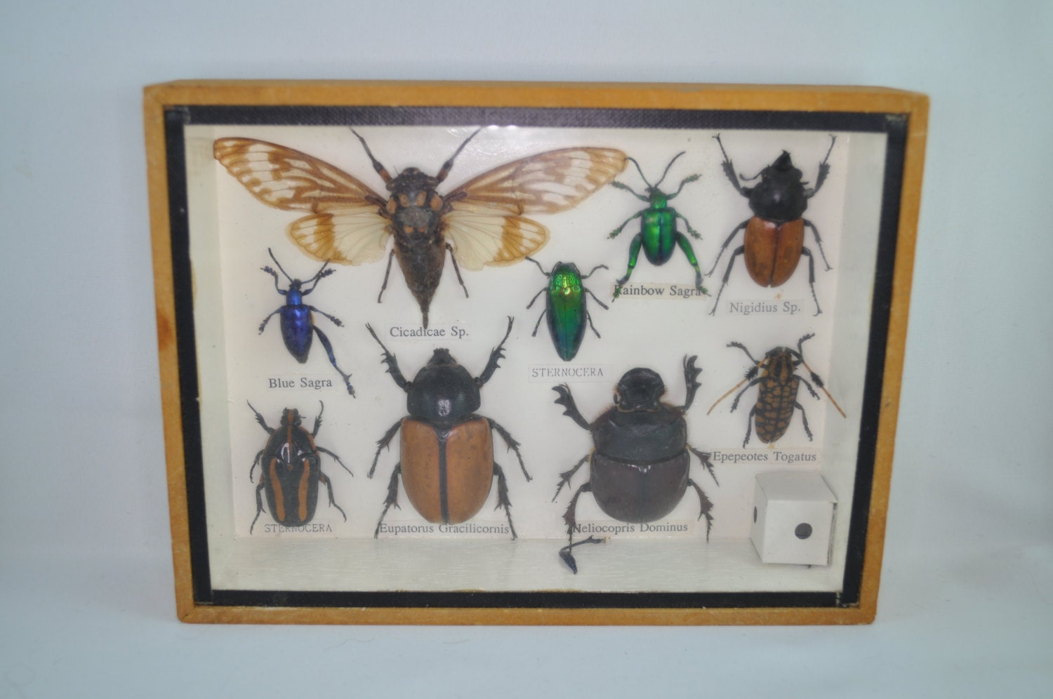 Vintage 9 Insect Specimen Box Display by KaysCuriosities on Etsy