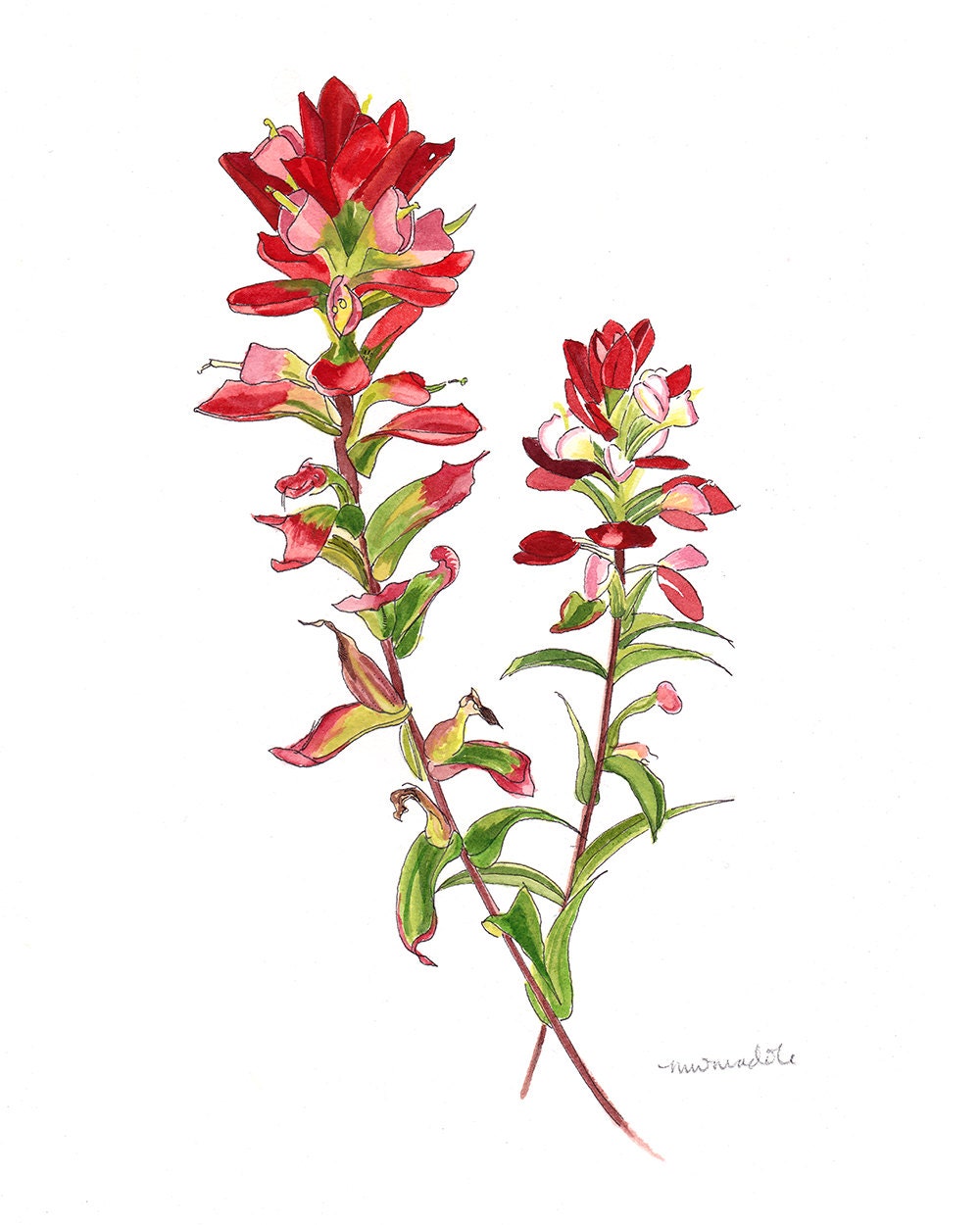 Indian Paintbrush Archival Print