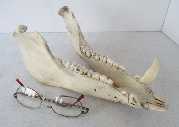 Wild Boar Jaw Lower Jaw Wild Hog Pig Natural Bones North