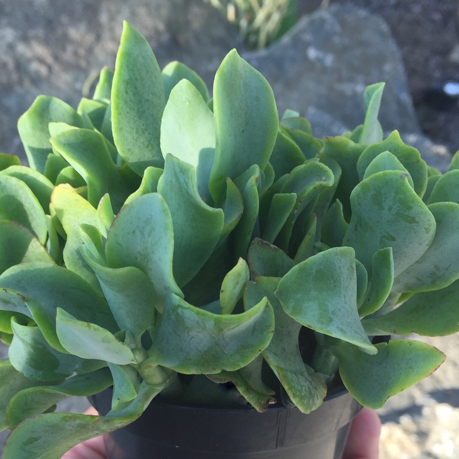 Succulent Ripple Jade // Crassula Aborescens // Live Premium