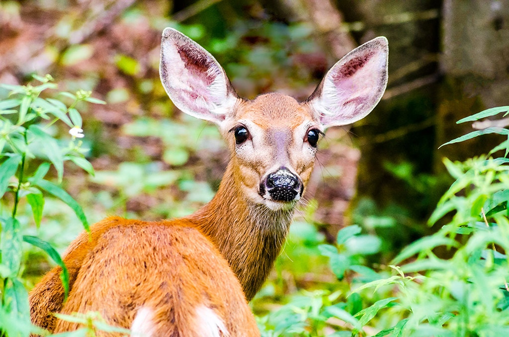 Whitetail Deer Photo Nature Photography Adirondack Wildlife