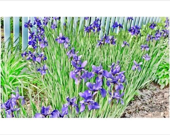 Purple Iris Garden