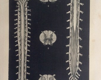 Antique 1890s Medical Anatomy Diagram SPINAL CHORD Spine Victorian Bookplate