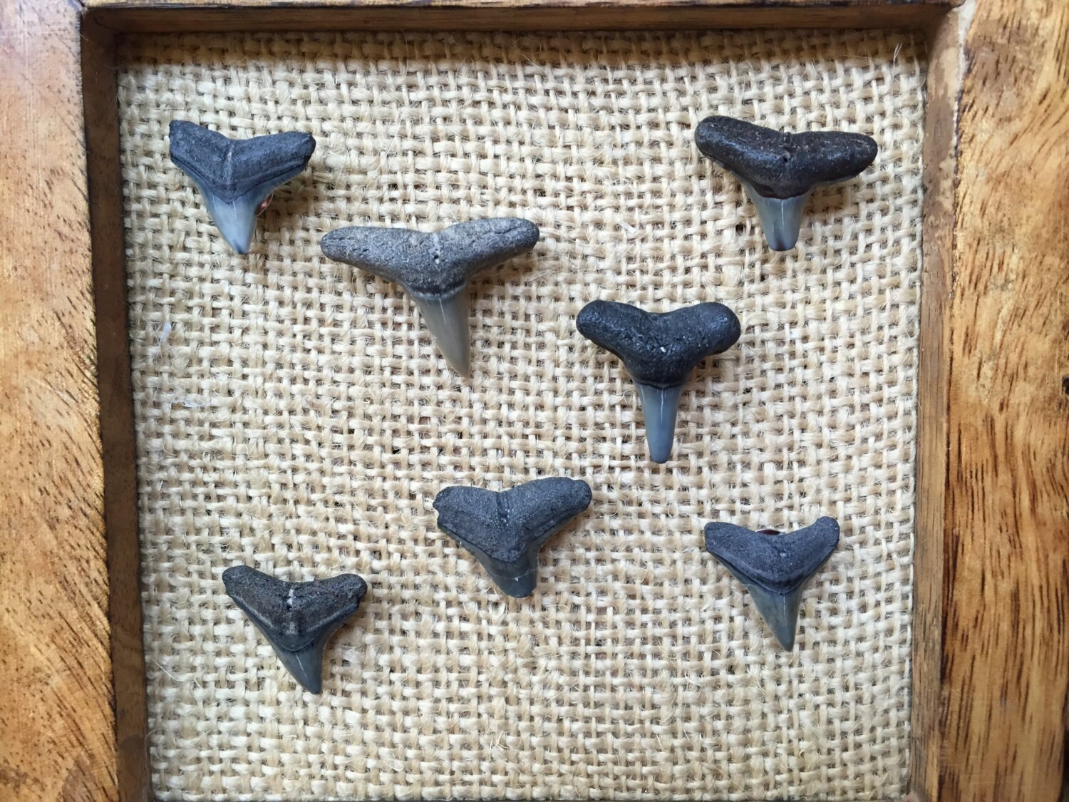 Shark Tooth Thumb Tacks/Push Pins by GetTheForkOuttaHere on Etsy