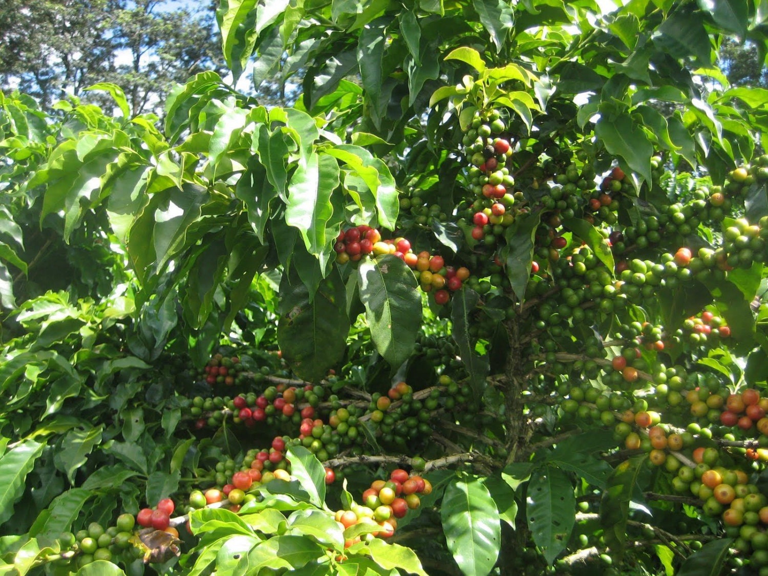 Coffee Bean Plant Seeds YEMEN MOKHA SMALL Smallest Coffee