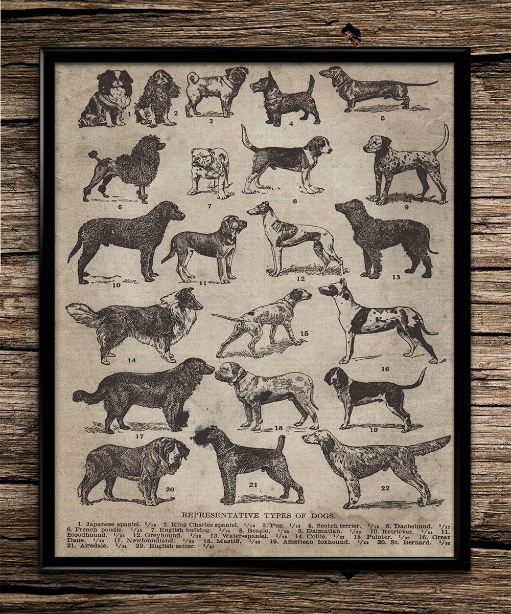 Vintage breeds of dogs animal poster dog by UniquelyGiftedArt