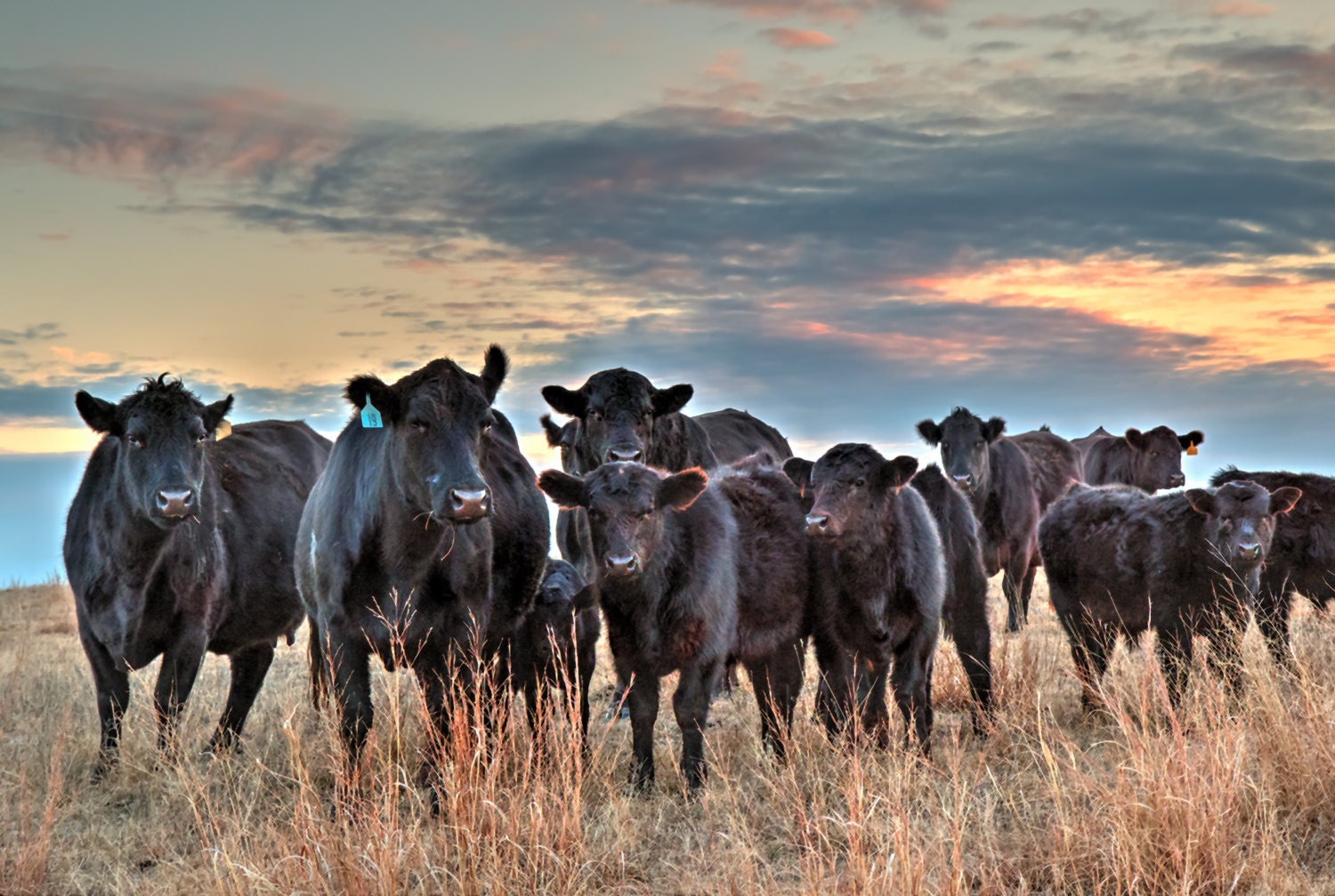 Black Angus cattle western art photo western decor canvas