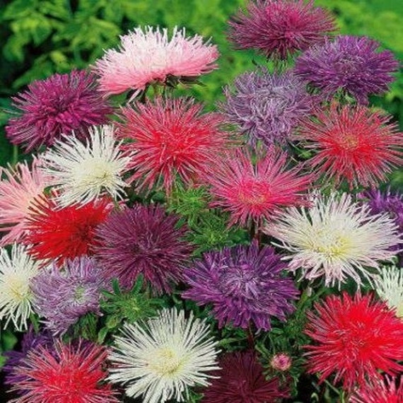 Aster Needle Mix Flower Seeds Callistephus Needle Unicom