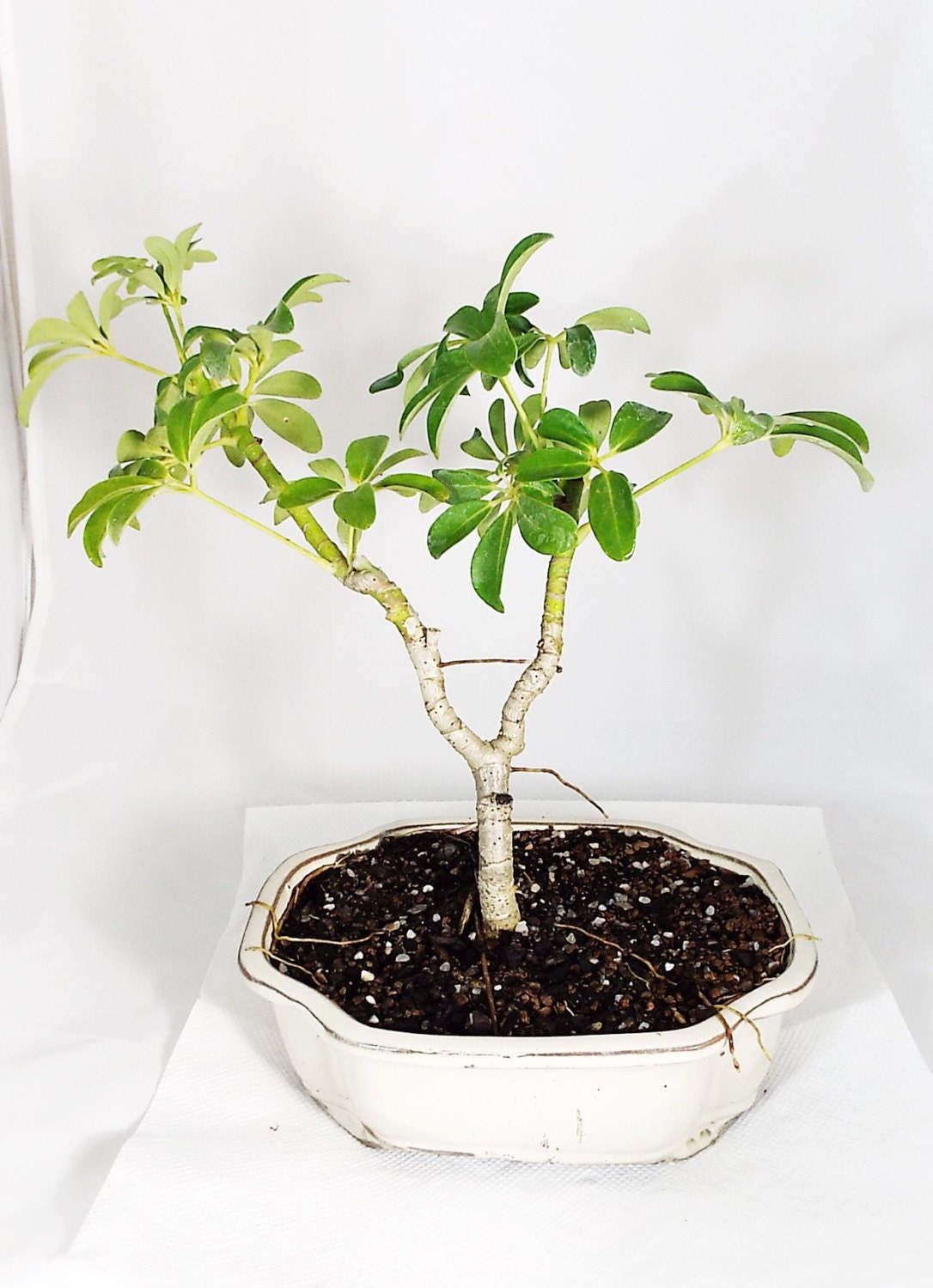 Hawaiian Umbrella bonsai in a white clay pot. A by TortoiseBonsai