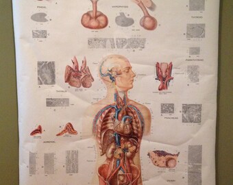 Anatomical Wall Hanging - Human Endocrine Glands - Frohse Anatomical Chart