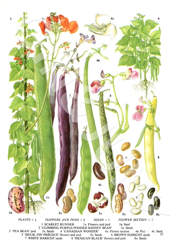 Vintage Vegetable 24