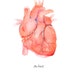 Anatomical Heart Human Heart Print Anatomically Accurate