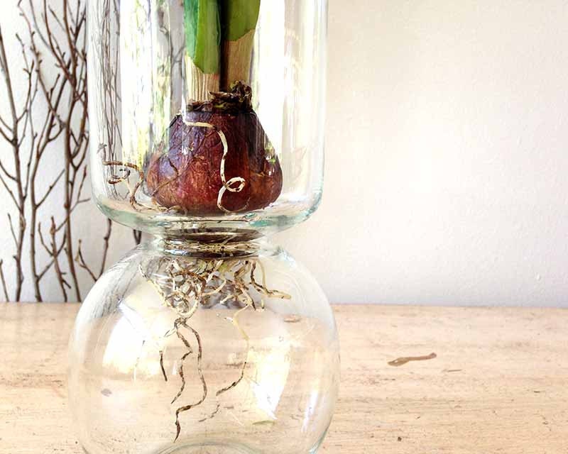 Bulb vase large glass bulb vase bulb forcing vase by dirtcouture