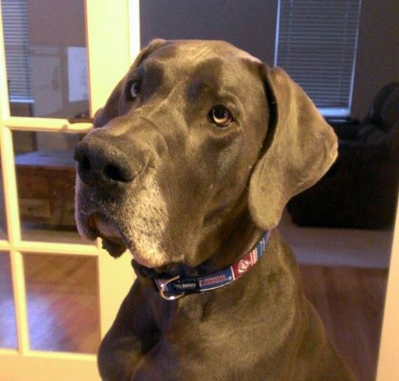 NHL Colorado Avalanche Adjustable Dog Collar