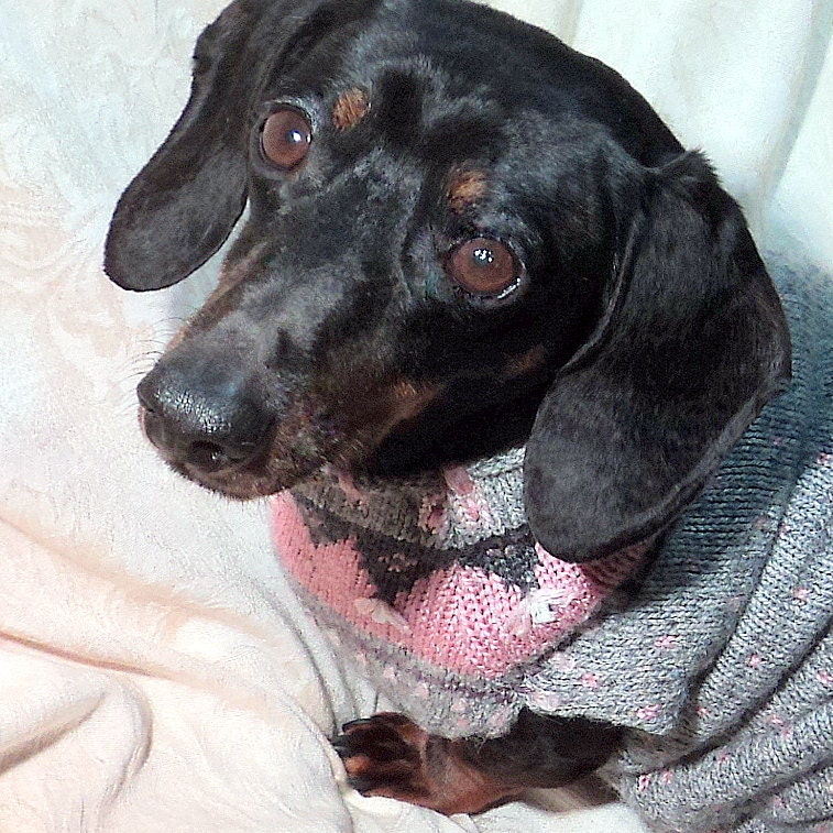 Dachshund Sweaters Harnesses & Snoods to Fit & Stay by WarmWeenies