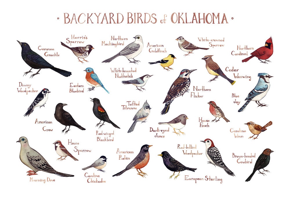 backyard birds north carolina 2017 2018 best cars reviews backyard birds north carolina 2017 2018 best cars reviews