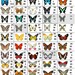 Custom Butterfly Listing