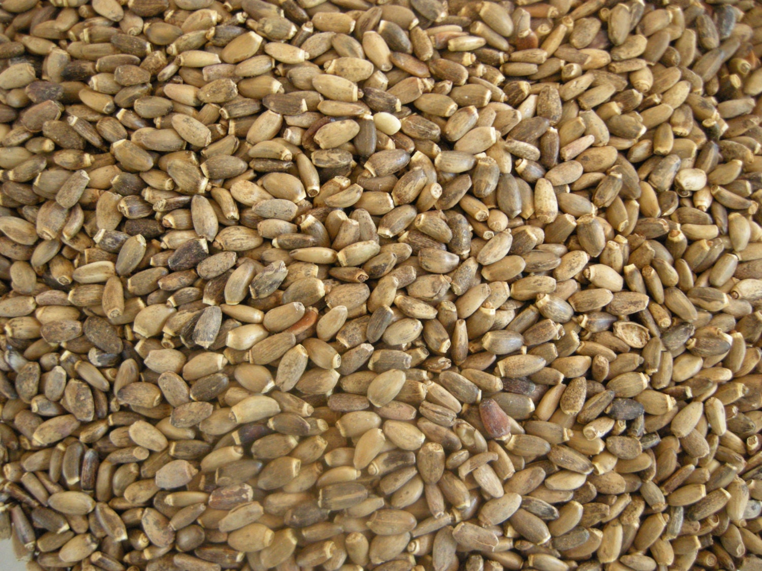 milk thistle seed dried seeds silybum marianum syn cardui milk thistle seed dried seeds silybum marianum syn cardui