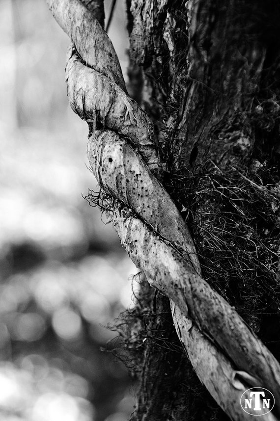 Vine Wrapped Around A Tree Black And White Nature