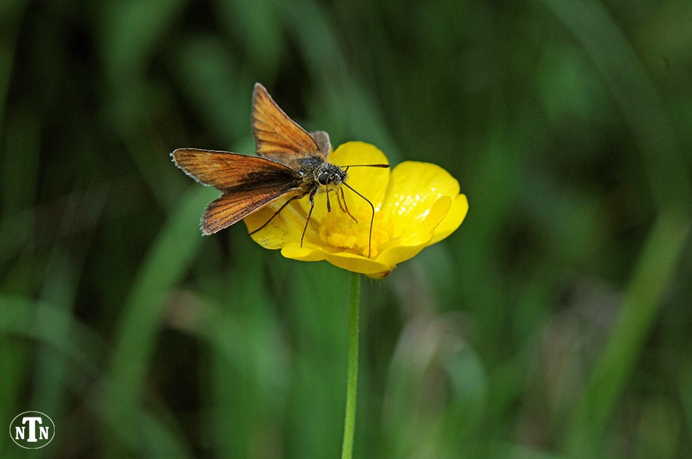 Skipper Butterfly on Buttercup Nature Photography Flowers