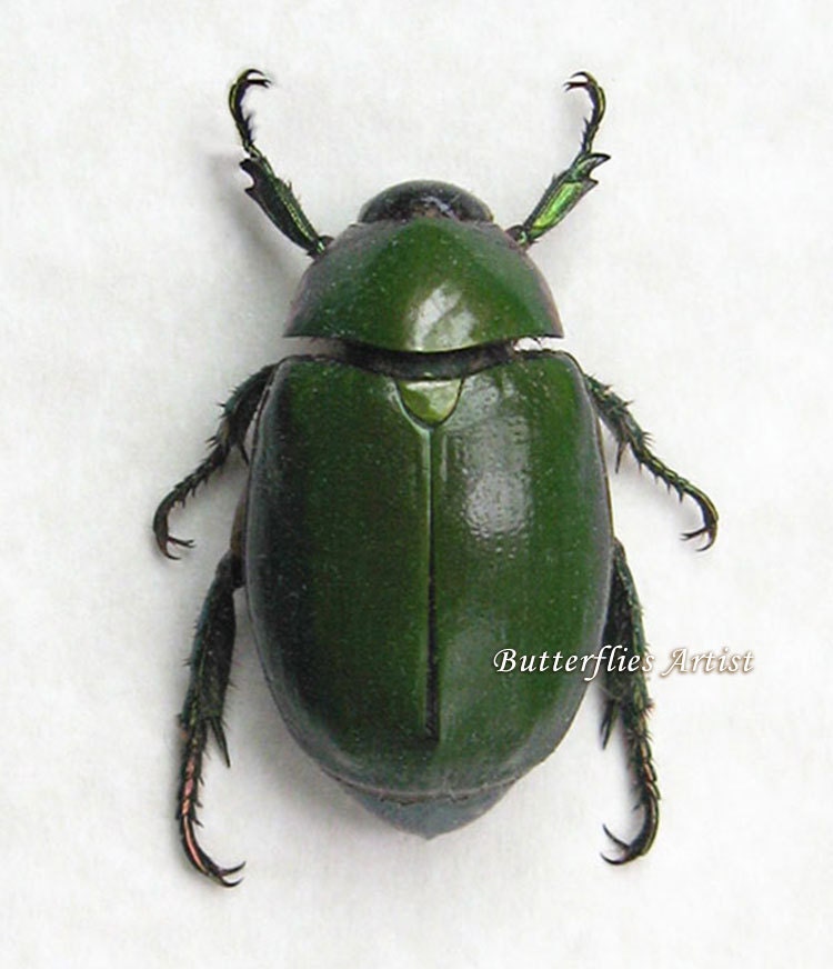 Real Jewel Green Scarab Beetle Framed In Museum Quality