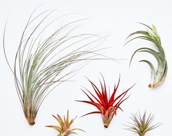 12 Air Plants Wholesale - The Elegant Collection - Set of 12 Air Plants - Fast FREE Shipping - 30 Day Guarantee - Air Plants Bulk