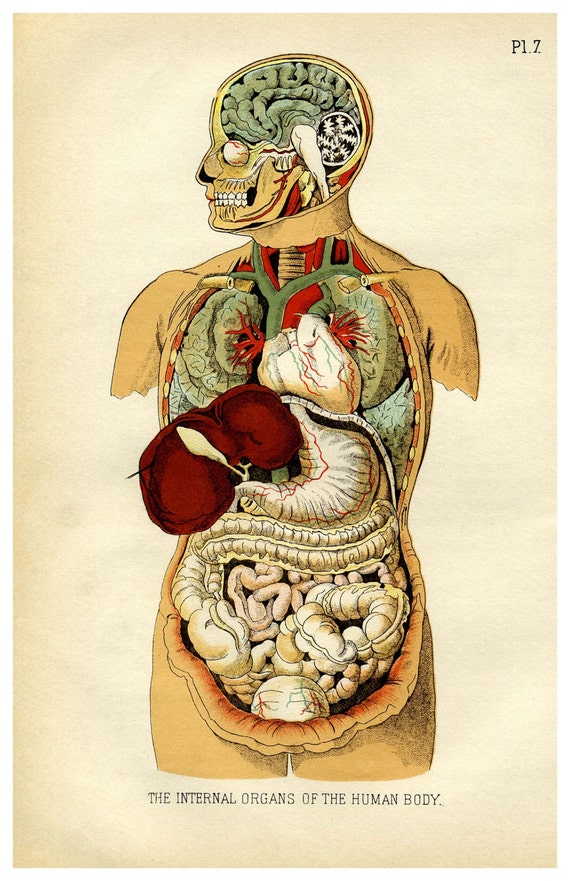 Internal organs of the human body 11 x 17 poster/print