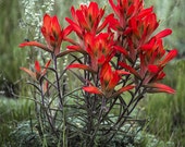 Meadow Wildflowers Red Indian Paintbrush Field Summer Grasses Rustic Cabin Lodge Photograph Meadow Wildflowers Red Indian Paintbrush Field Summer Grasses Rustic Cabin Lodge Photograph