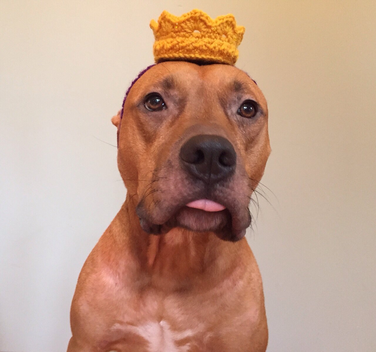 Dog Crown Crown for Dogs Crochet Dog Crown Dog Hat Photo