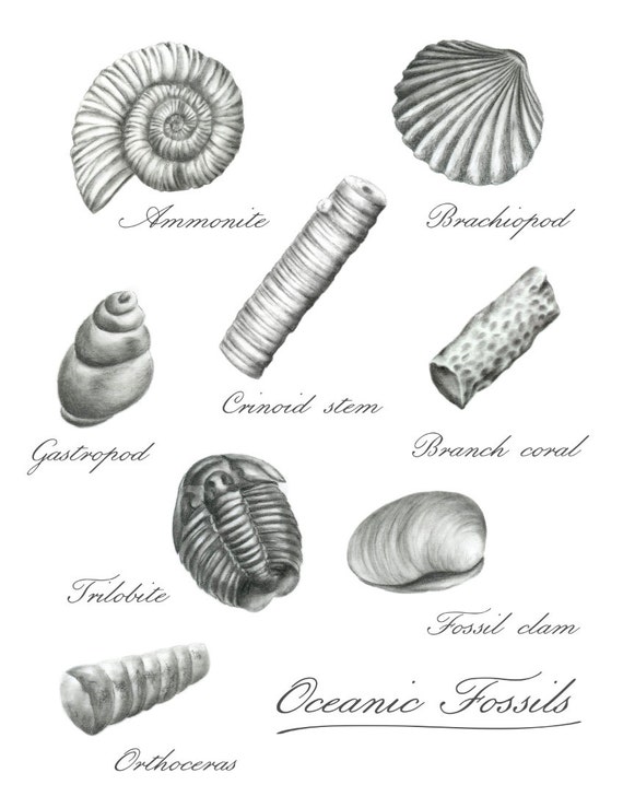 Fossil drawing