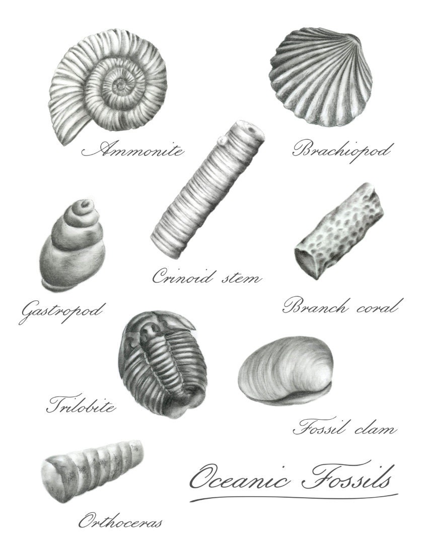 Fossil drawing