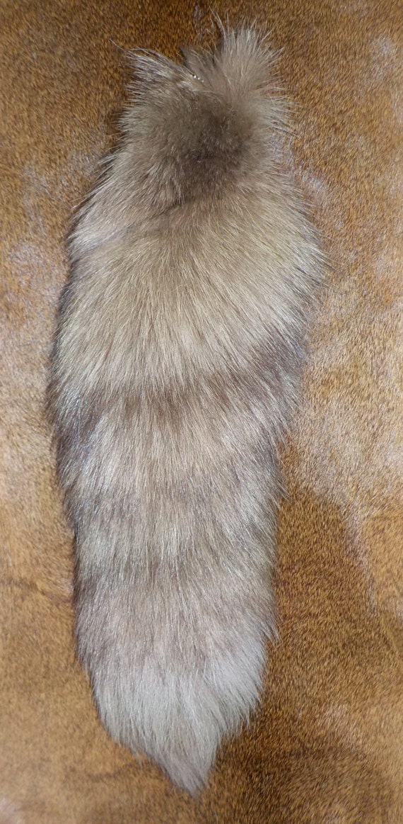 tail in amber