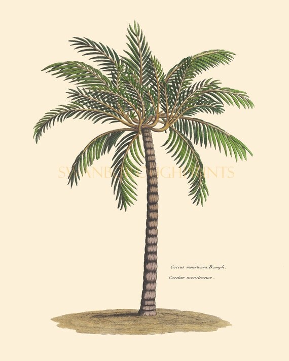 Palm Tree Wall Art print of palm tree. beach home palm tree wall art decor. Palm Tree Wall Art print of palm tree. beach home palm tree wall art decor.