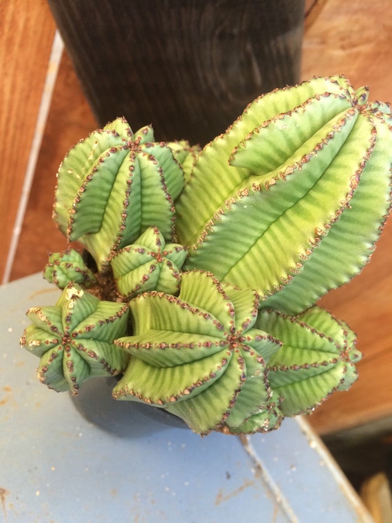 Tanzanian Zipper plant Eurphorbia anoplia Succulent cacti