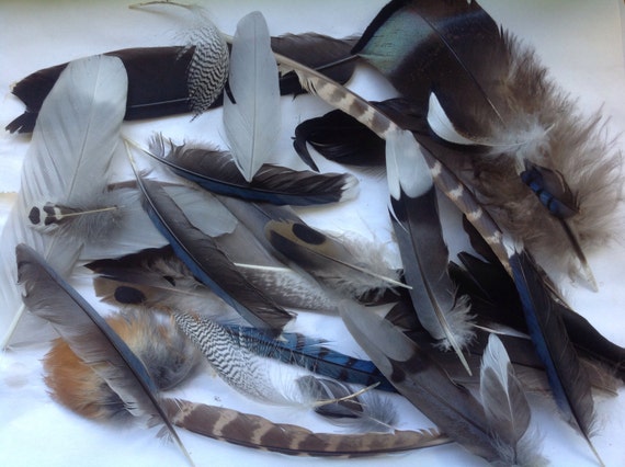 Mix of Real Wild Bird Feathers for Art by MossBetweenMyToes