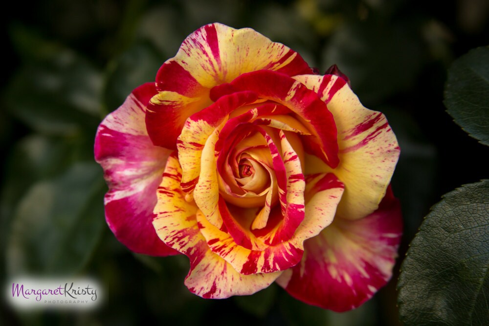 Striped Rose yellow red floral macro flower photography