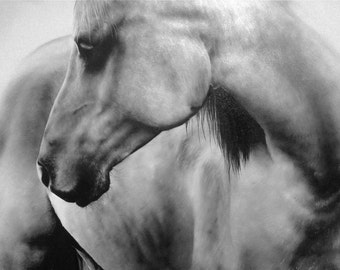 PRINT: Limited Edition Horse Print
