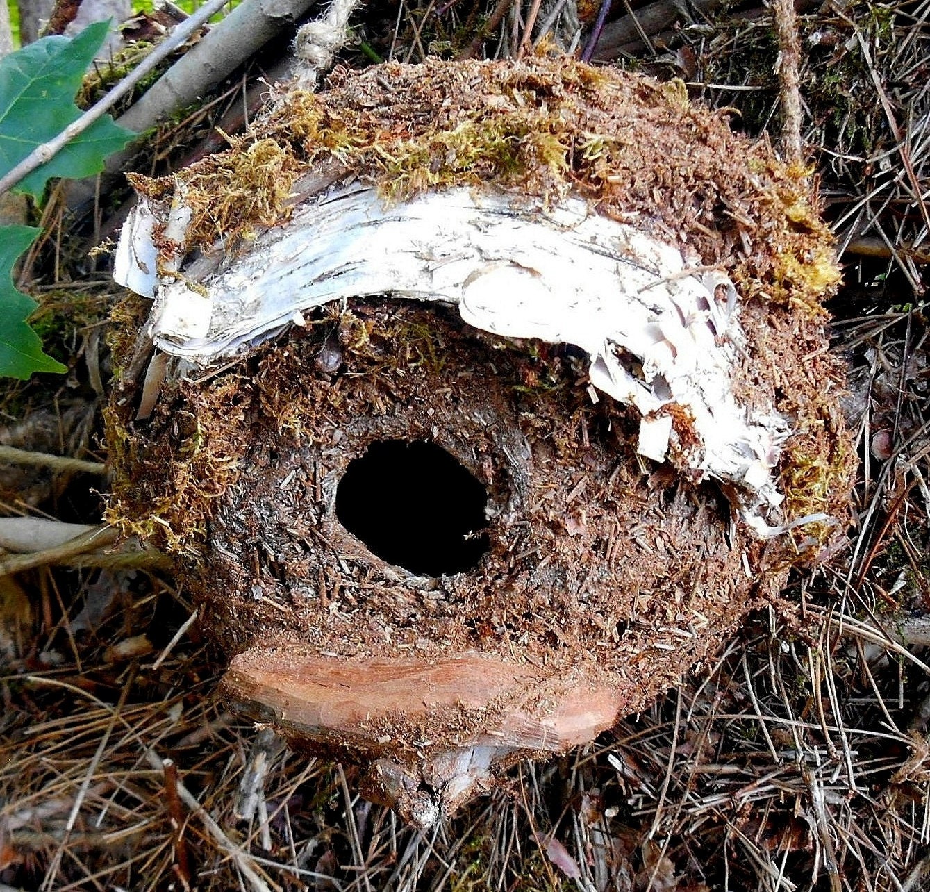 Natural Rustic Birdhouse with Driftwood Perch Unique bird
