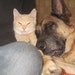K9Heros