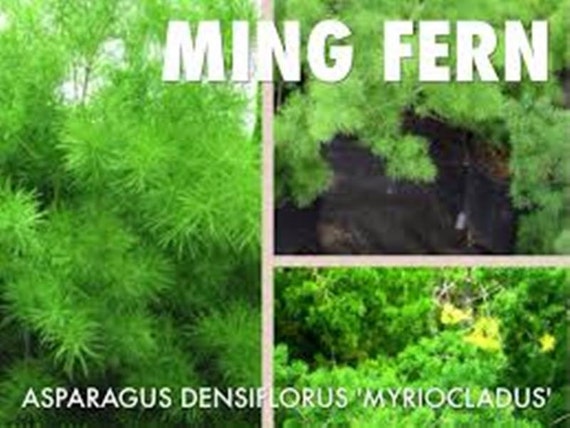 Ming Fern Seeds Asparagus-myriocladus20 Seeds Rare