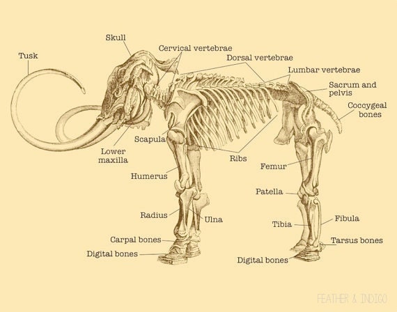 Wooly Mammoth skeleton print science chart mammoth poster nerd