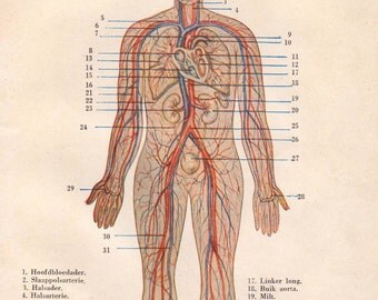 Cardiovascular system 1920 anatomy print - Circulatory, blood circulation - 95 years old Belgian antique lithograph illustration (A469)