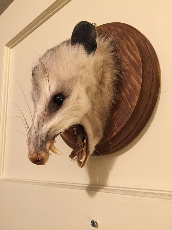 stuffed opossum taxidermy