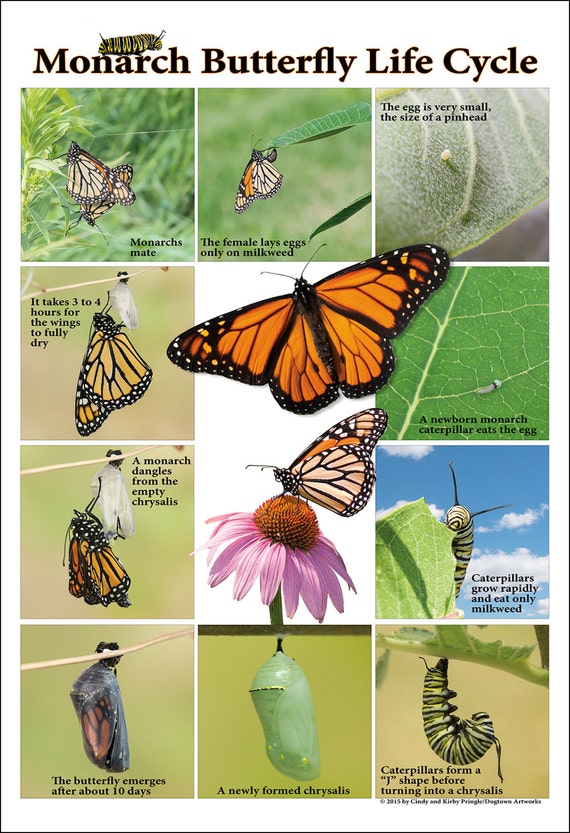 Monarch Butterfly Life Cycle Poster Large by PrairieButterfly
