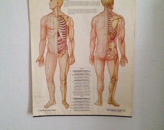 Vintage Medical Chart // Acupuncture // 70's // Medicine // Decor // Picture // Odditiy // Diagram